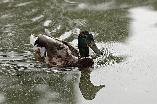 Palacio de Cristal, Retiro-Park, Madrid — Wild Duck swimming in the Pond of Palacio de Cristal, Retiro Park, Madrid, Spain