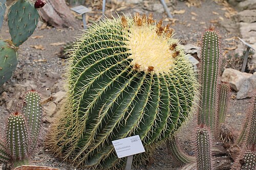 パルメフーセット, オスロのトイエン植物園 — Golden barrel cactus (Kroenleinia grusonii) in the palmhouse of the University Botanical…