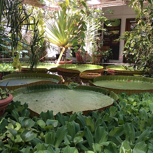 パルメフーセット, オスロのトイエン植物園 — Palm House, the Botanical Gardens in Oslo