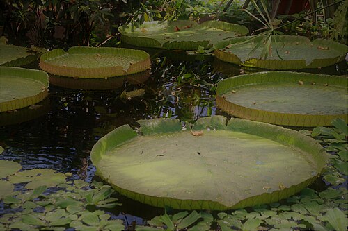 パルメフーセット, オスロのトイエン植物園 — Lothus leaves in Oslo botanical garden