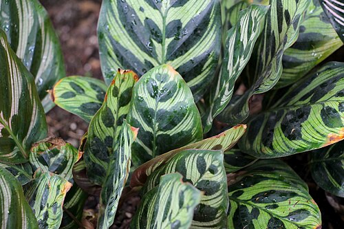 Peter Black Conservatory (Victoria Esplanade), Palmerston North, Manawatū-Whanganui — Calathea ornata. Peter Black Conservatory, Victoria Esplanade Park, Palmerston North…