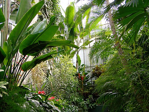 Städtisches Palmenhaus Gliwice, Gliwice — Palmenhaus in Gleiwitz in Oberschlesien.