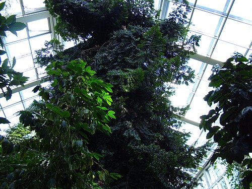 Palmenhaus Łódź, Łódź — Palm house in Łódź