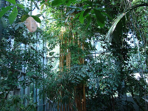 Palmenhaus Łódź, Łódź — Palmenhaus Łódź — Ansicht 4