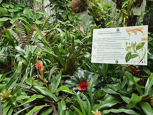 Palmiarnia Poznańska, Poznań — Palmové arboretum v Poznani. Vanilka.
