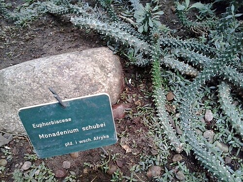 Palmiarnia Poznańska, Poznań — Palmiarnia w Poznaniu.