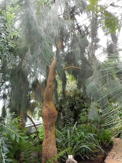 Palmenhaus (Palmimaja), Botanischer Garten Tallinn, Tallinn — River oak (Casuarina cunninghamiana) in Tallinn Botanic Garden, Tallinn, Estonia. Palm…