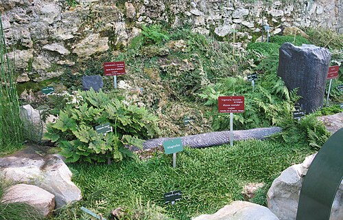 パリ植物園の大温室群, イル=ド=フランス地域圏のパリ — Inside the palaeobotanic greenhouse, Muséum national d'histoire naturelle, Paris