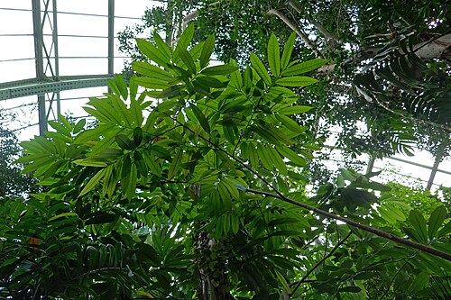 パリ植物園の大温室群, イル=ド=フランス地域圏のパリ — * Cleistopholis patens Engl. & Diels Annonaceae. O-C & côte O. Afrique…