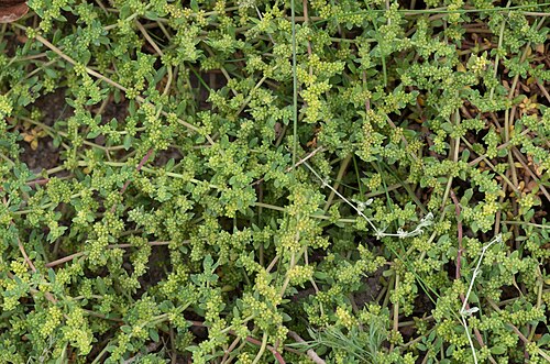 パリ植物園の大温室群, イル=ド=フランス地域圏のパリ — Herniaria ciliolata - Fringed rupturewort - Jardin des Plantes de Paris