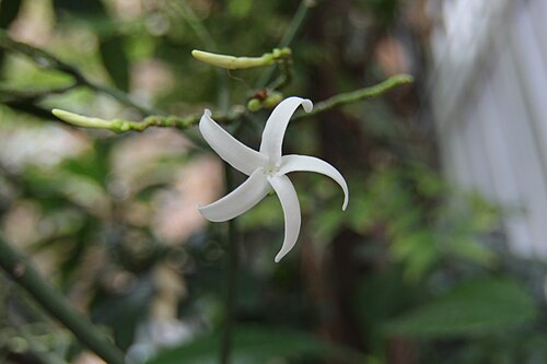 パリ植物園の大温室群, イル=ド=フランス地域圏のパリ — Ochrosia grandiflora Boiteau in the greenhouses of the Jardin des Plantes in Paris…