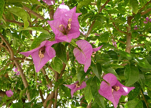 Gewächshäuser des Jardin du Luxembourg (Gewächshäuser des Senats), Paris, 6. Arrondissement, Île-de-France — Bougainvillea glabra serres du jardin du Luxembourg