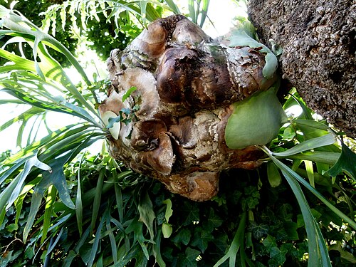 Gewächshäuser des Jardin du Luxembourg (Gewächshäuser des Senats), Paris, 6. Arrondissement, Île-de-France — Platycerium alcicorne serres du Jardin du Luxembourg