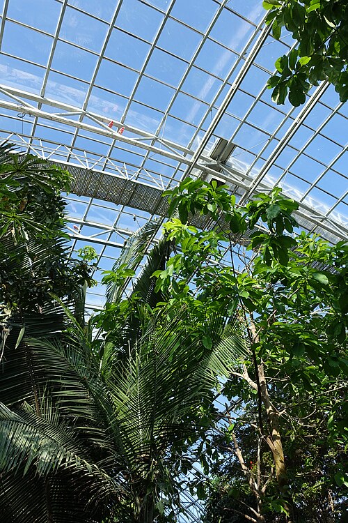 Grande Serre des Parc zoologique de Paris (Zoo von Vincennes), Paris, 12. Arrondissement, Île-de-France — Inside the greenhouse @ Parc Zoologique de Paris (Zoo) @ Paris