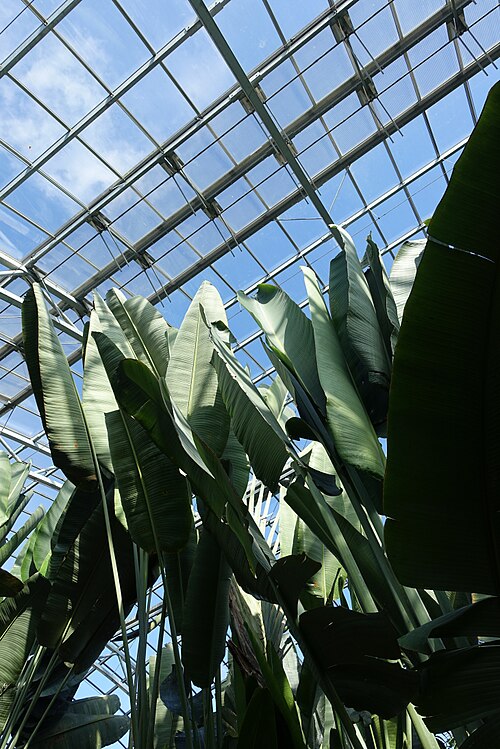 Grande Serre des Parc zoologique de Paris (Zoo von Vincennes), Paris, 12. Arrondissement, Île-de-France — Grande Serre des Parc zoologique de Paris — Ansicht 4
