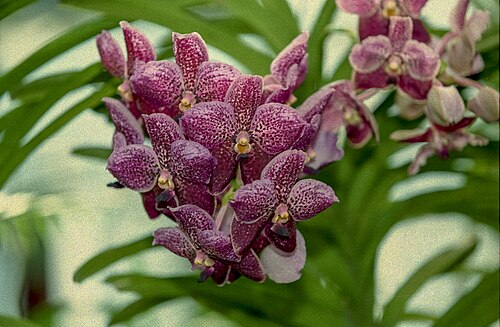 ペラデニヤ王立植物園のラン温室と植物温室, ペラデニヤ、キャンディ県、中部州 — Orchidarium w Królewskim Ogrodzie Botanicznym, Peradeniya (Sri Lanka)