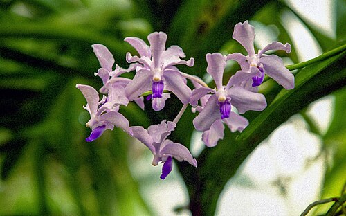 ペラデニヤ王立植物園のラン温室と植物温室, ペラデニヤ、キャンディ県、中部州 — ペラデニヤ王立植物園のラン温室と植物温室 — 2枚目