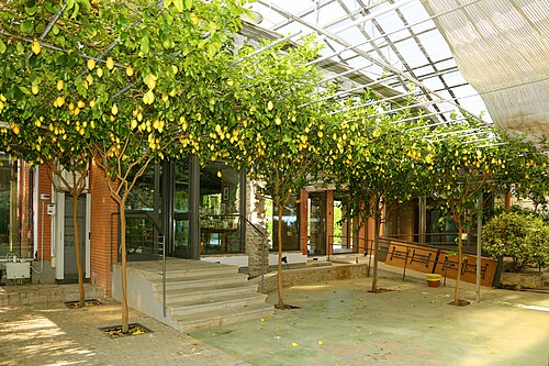 Hesperidarium, Giardino degli Agrumi (Oscar Tintori), Castellare di Pescia, Toskana — Giardino degli agrumi