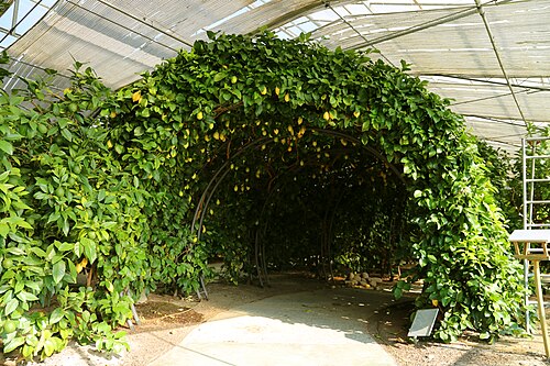 Hesperidarium, Giardino degli Agrumi (Oscar Tintori), Castellare di Pescia, Toskana — Hesperidarium, Giardino degli Agrumi — Ansicht 4