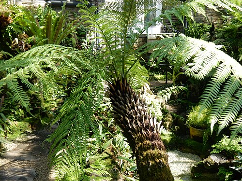 ドランス・H・ハミルトン・シダ温室（モリス樹木園）, フィラデルフィア、ペンシルベニア州 — Tasmanian Tree Fern (Dicksonia antarctica) at the Morris Arboretum Fernery…
