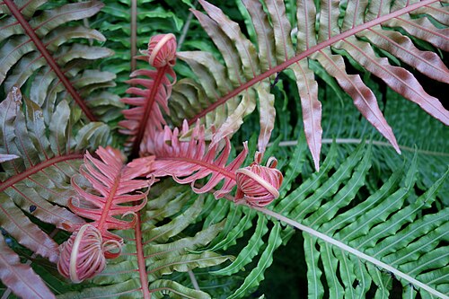 ドランス・H・ハミルトン・シダ温室（モリス樹木園）, フィラデルフィア、ペンシルベニア州 — Botanical exhibit in the Fernery, Morris Arboretum.100 East Northwestern Avenue…