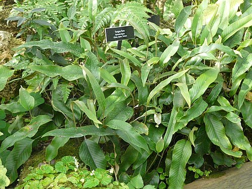 Phipps Conservatory, Pittsburgh — Phipps Conservatory