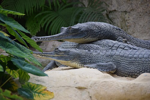Tropengewächshaus von La Ferme aux crocodiles, Pierrelatte, Auvergne-Rhône-Alpes — Gavial du Gange à la ferme aux crocodiles de Pierrelatte.