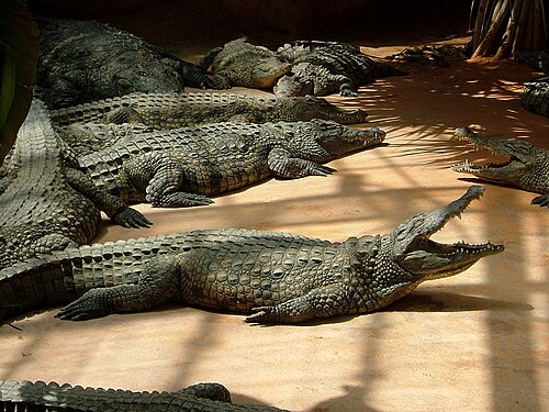 Tropengewächshaus von La Ferme aux crocodiles, Pierrelatte, Auvergne-Rhône-Alpes — ferme aux crocos