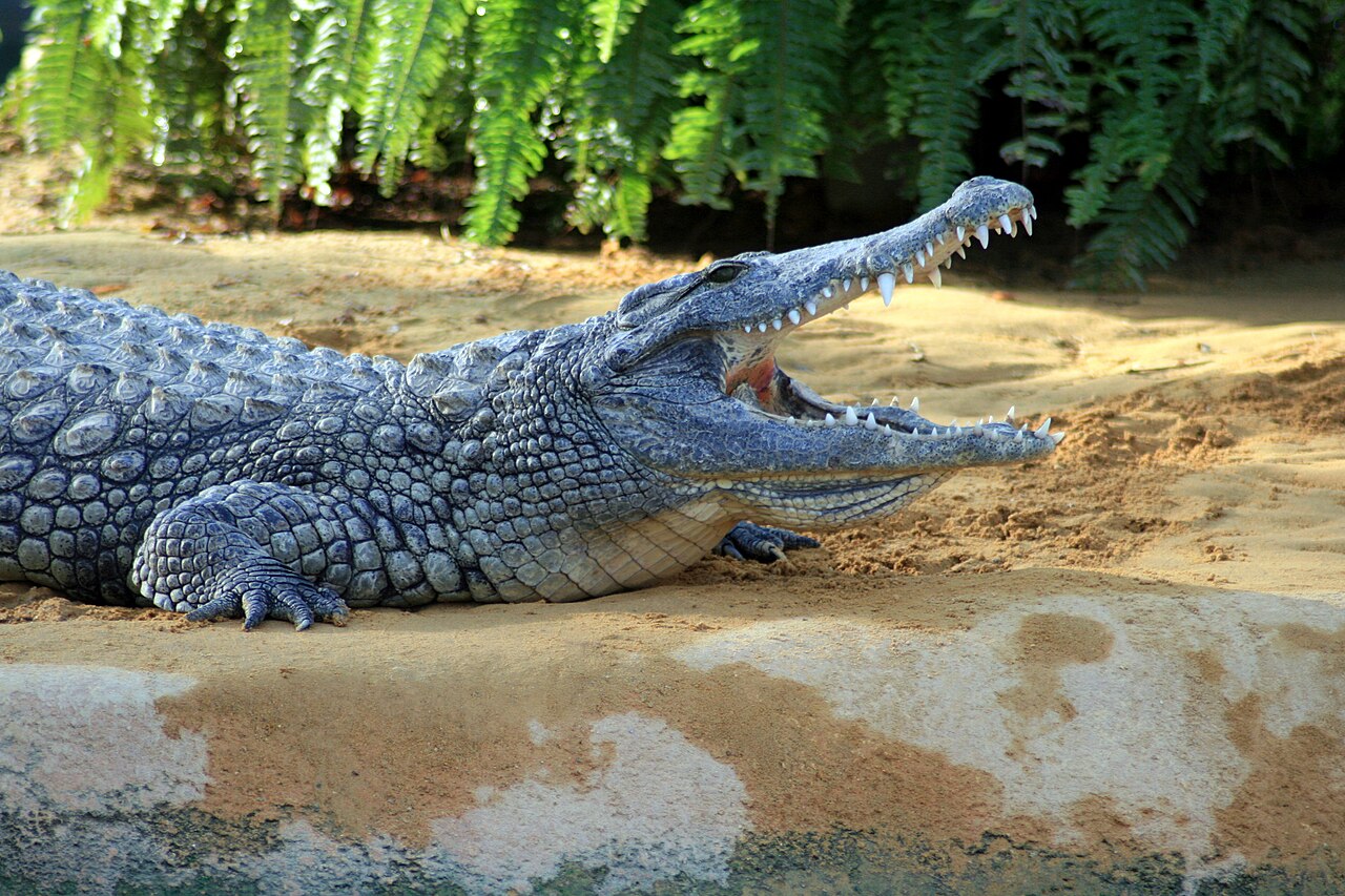 Tropengewächshaus von La Ferme aux crocodiles, Pierrelatte, Auvergne-Rhône-Alpes — Crocodile du Nil à La Ferme aux crocodiles