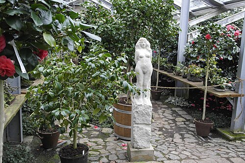 ツシェンドルフ城の温室群(Kamelienschloss), ザクセン州ピルナ(ツシェンドルフ) — Kamelienblütenschau, Botanische Sammlungen im Landschloss Pirna-Zuschendorf, Sachsen