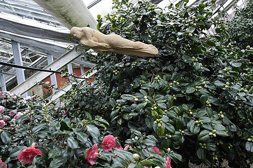 ツシェンドルフ城の温室群(Kamelienschloss), ザクセン州ピルナ(ツシェンドルフ) — ツシェンドルフ城の温室群(Kamelienschloss) — 3枚目