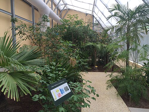 Gewächshäuser des Orto e Museo Botanico der Universität Pisa, Pisa, Toskana — Interior of the new subtropical greenhouse at the Pisa Botanical Garden