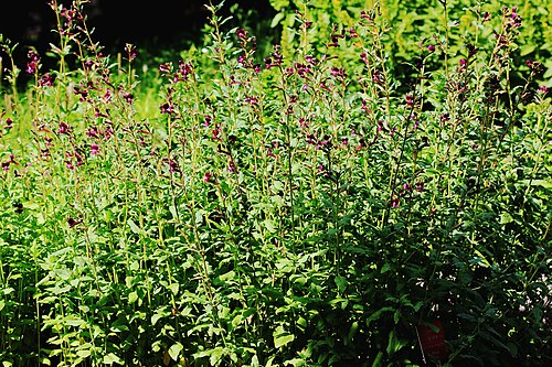 Glasshouses of the Charles University Botanical Garden (Na Slupi), Prague, New Town (Na Slupi) — Flowering plants Cuphea lanceolata , ( Cuphea lanceolata ) from the Botanical Gardens of…