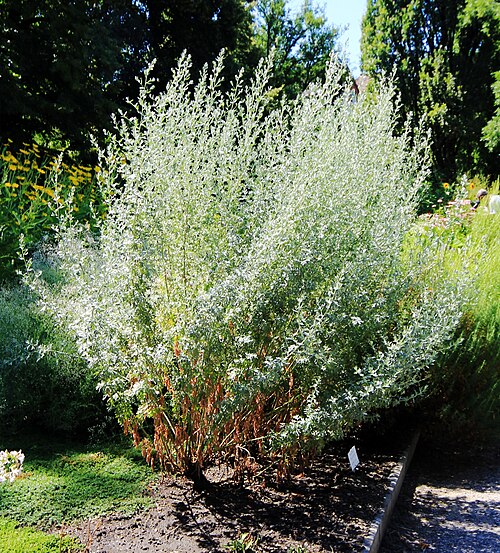 Glasshouses of the Charles University Botanical Garden (Na Slupi), Prague, New Town (Na Slupi) — Plants Artemisia absinthium from the Botanical Gardens of Charles University , Prague…