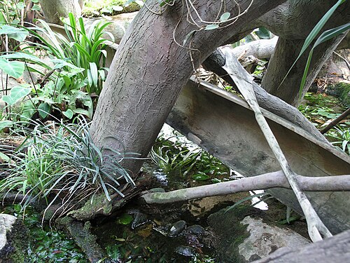 Pavillon Indonesischer Dschungel (Indonéská džungle), Zoo Prag, Prag, Troja — Zoo Praha