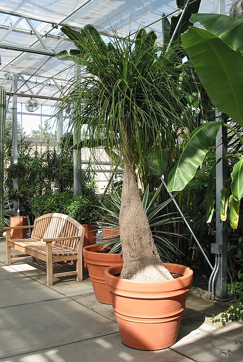 ロジャー・ウィリアムズ・パーク植物センター, ロードアイランド州プロビデンス — Beaucarnea recurvata (Ponytail Palm) Roger Williams Park Botanical Center - Providence RI.