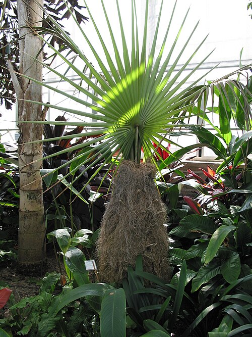 ロジャー・ウィリアムズ・パーク植物センター, ロードアイランド州プロビデンス — Coccothrinax crinita "Old Man Palm" Roger Williams Park Botanical Center - Providence RI.