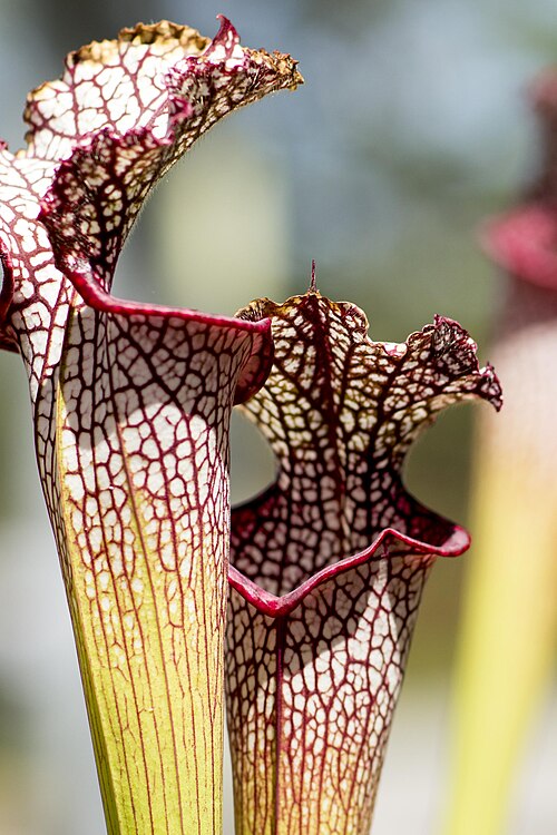 ロジャー・ウィリアムズ・パーク植物センター, ロードアイランド州プロビデンス — Roger Williams Park Botanical Center
