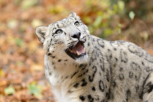 Roger Williams Park Botanical Center, Providence, Rhode Island — Snow Leopard Looking