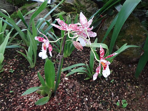 Orquideario du Jardin botanique de Quito, Quito, Pichincha — Jardín Botánico de Quito Parque La Carolina Quito Botanical Garden, Ecuador Photography…