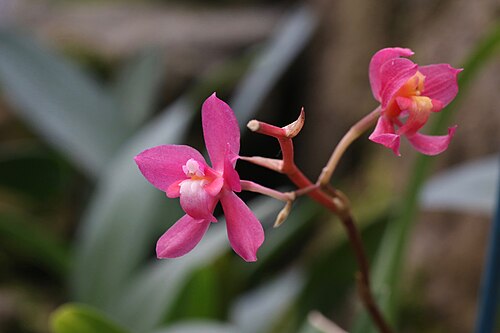 Orquideario du Jardin botanique de Quito, Quito, Pichincha — Quito Botanical Garden