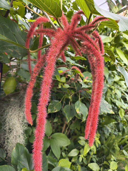 ハワード・ピーターズ・ローリングス温室, メリーランド州ボルチモア — An Acalypha hispida at the Rawlings Conservatory in Baltimore