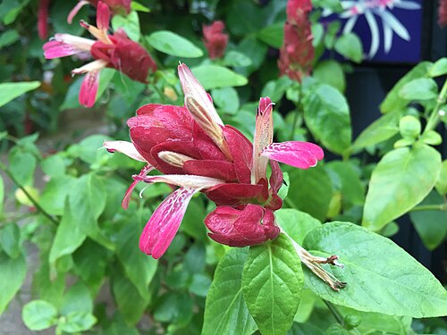 ハワード・ピーターズ・ローリングス温室, メリーランド州ボルチモア — Justicia brandegeeana (red shrimp) flower at the w:en:Howard Peters Rawlings…