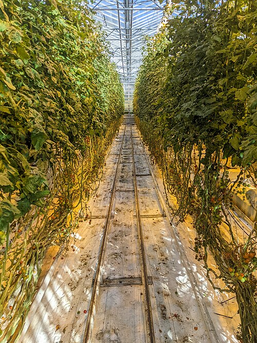 Tomatengewächshäuser und Gewächshausrestaurant Friðheimar, Reykholt (Bláskógabyggð), Südisland — Fridheimar Greenhouse Rows