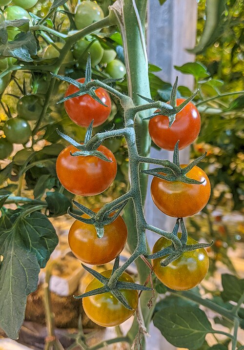 Tomatengewächshäuser und Gewächshausrestaurant Friðheimar, Reykholt (Bláskógabyggð), Südisland — Fridheimar Tomatoes