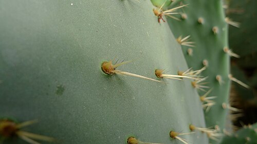 ローマ植物園の温室（セッラ・モヌメンターレとセッラ・コルシーニ）, ローマ、ラツィオ — Cactus, a species of Opuntia . Orto Botanico di Roma, Rome Italy, September 2013. The…