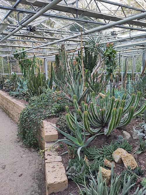 砂漠温室（Woestijnkas）、トロンペンブルフ庭園・樹木園, ロッテルダム（クラーリンゲン地区）、南ホラント州 — 砂漠温室（Woestijnkas）、トロンペンブルフ庭園・樹木園 — 2枚目