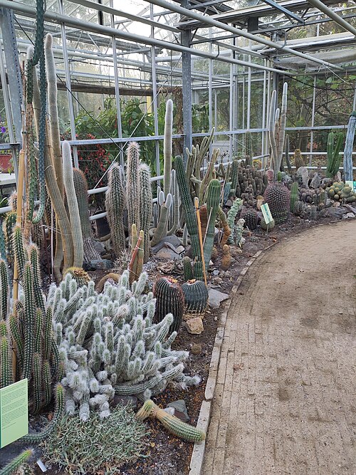 砂漠温室（Woestijnkas）、トロンペンブルフ庭園・樹木園, ロッテルダム（クラーリンゲン地区）、南ホラント州 — 砂漠温室（Woestijnkas）、トロンペンブルフ庭園・樹木園 — 4枚目