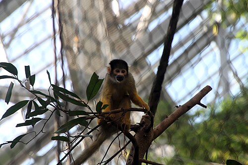 ボーヴァル動物園の赤道ドーム, サン=テニャン、サントル=ヴァル・ド・ロワール — image montrant un singe du dôme équatorial