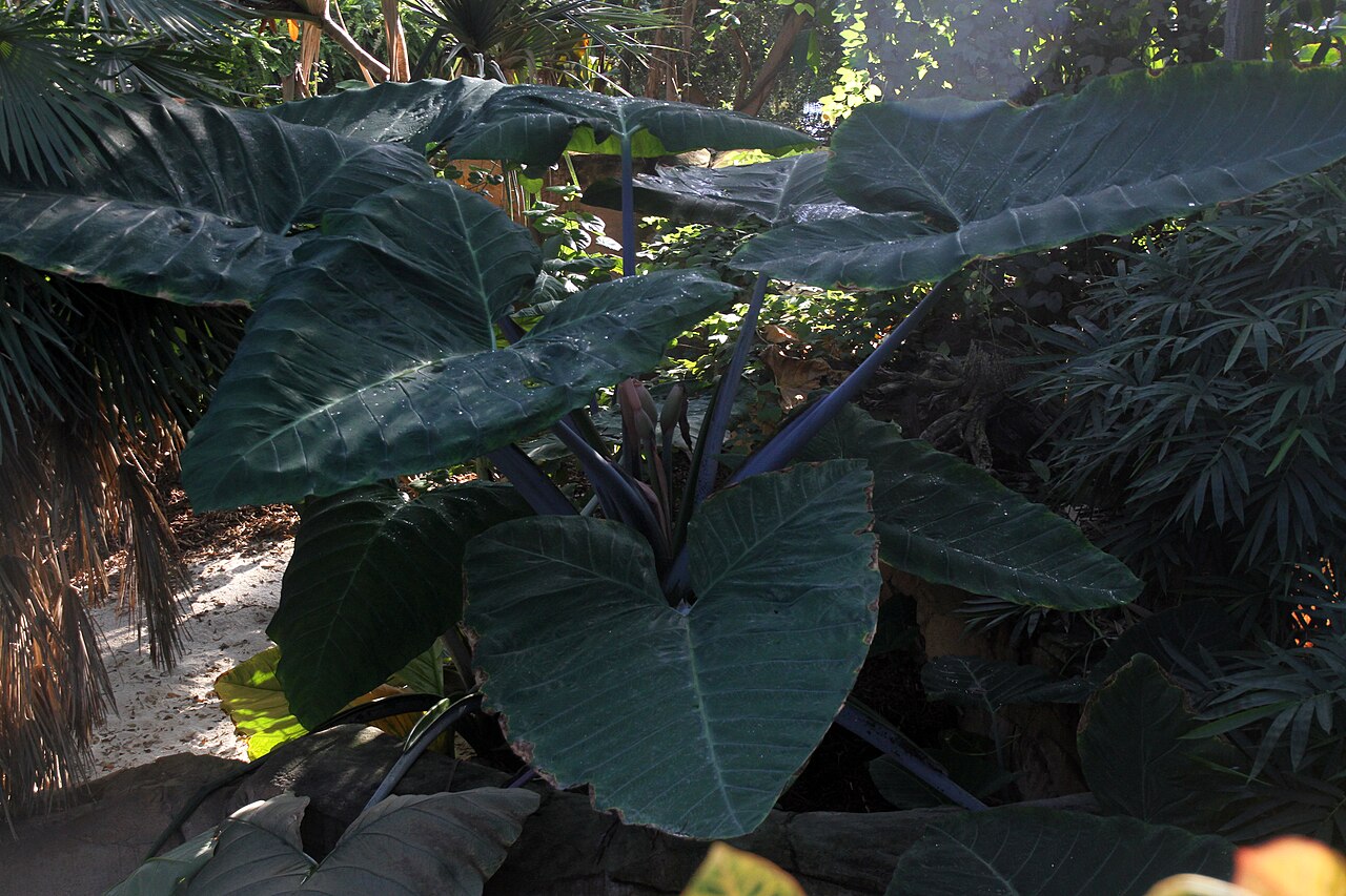 ボーヴァル動物園の赤道ドーム, サン=テニャン、サントル=ヴァル・ド・ロワール — image montrant une plante tropicale de la grande serre du dôme équatorial
